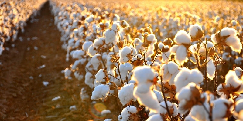 U.S. China trade negotiations impacts West Texas cotton industry